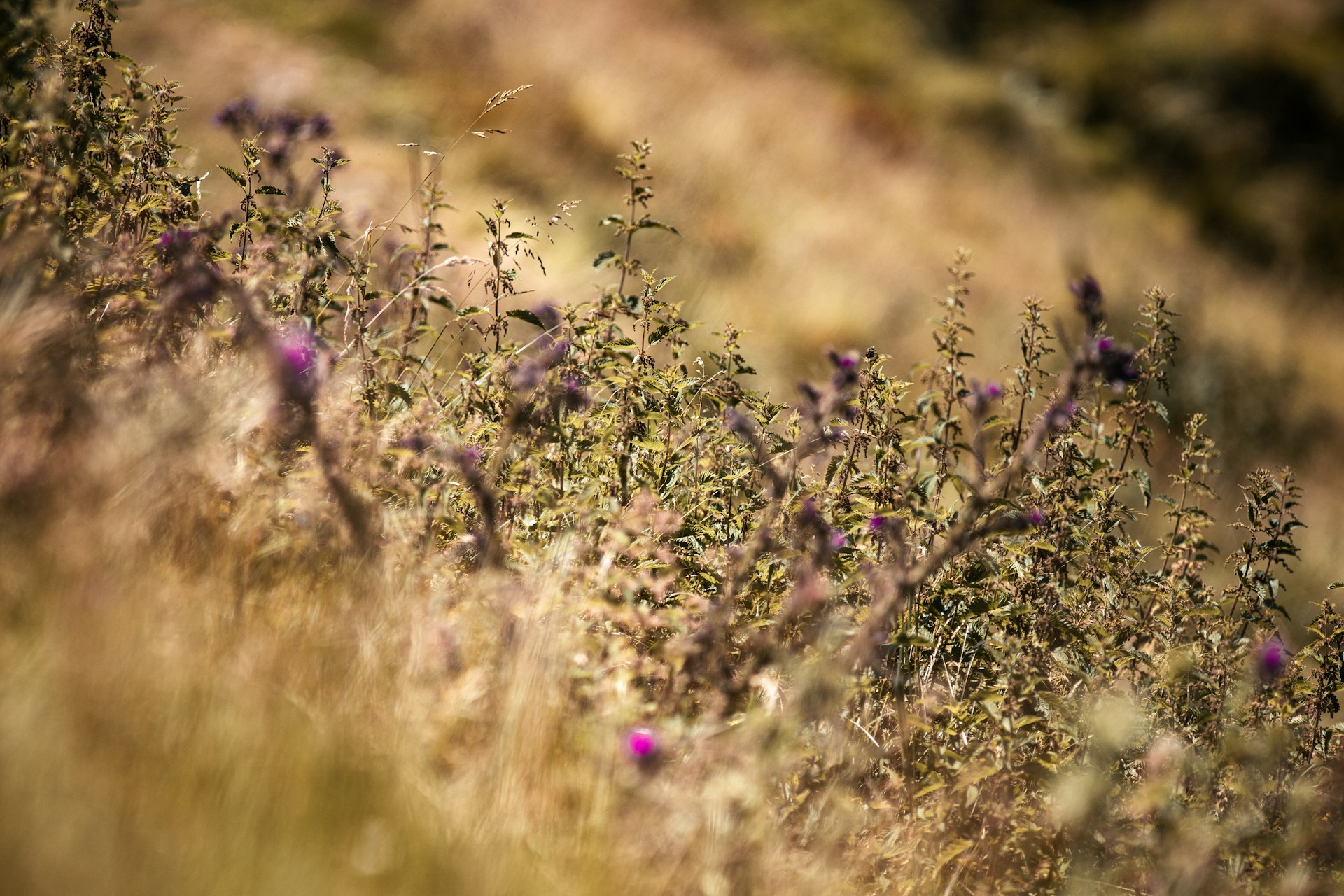 a field of wildflowers with a hill in the background