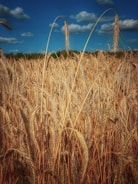 A vibrant field of golden wheat swaying under a clear blue sky at Yadav Agriculture Farm.
