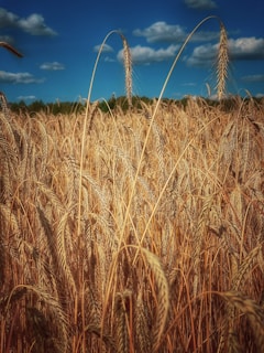 A vibrant field of wheat swaying in the breeze under a bright blue sky.