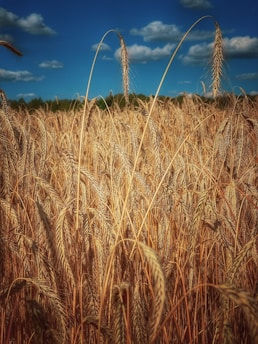 A vibrant field of golden wheat under a bright blue sky at Agro Fazenda Reunidas.