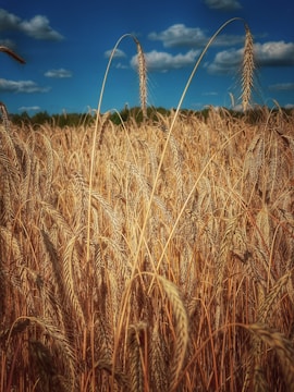A vibrant field of golden wheat swaying under a clear blue sky at Yadav Agriculture Farm.