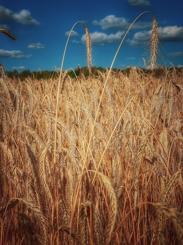 A field of golden wheat under a soft blue sky, representing abundant harvest at Karapol farm.