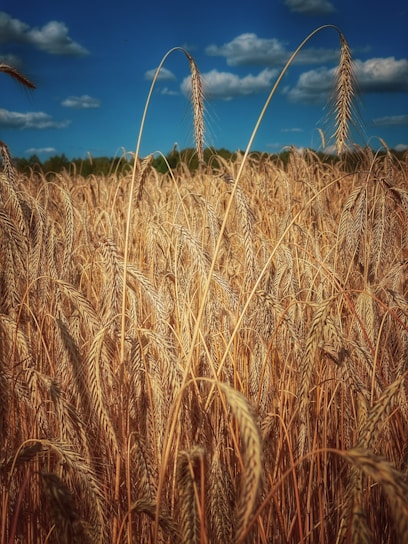 A vibrant field of wheat swaying in the breeze under a bright blue sky.