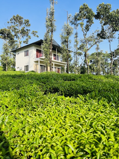 a house in the middle of a lush green field