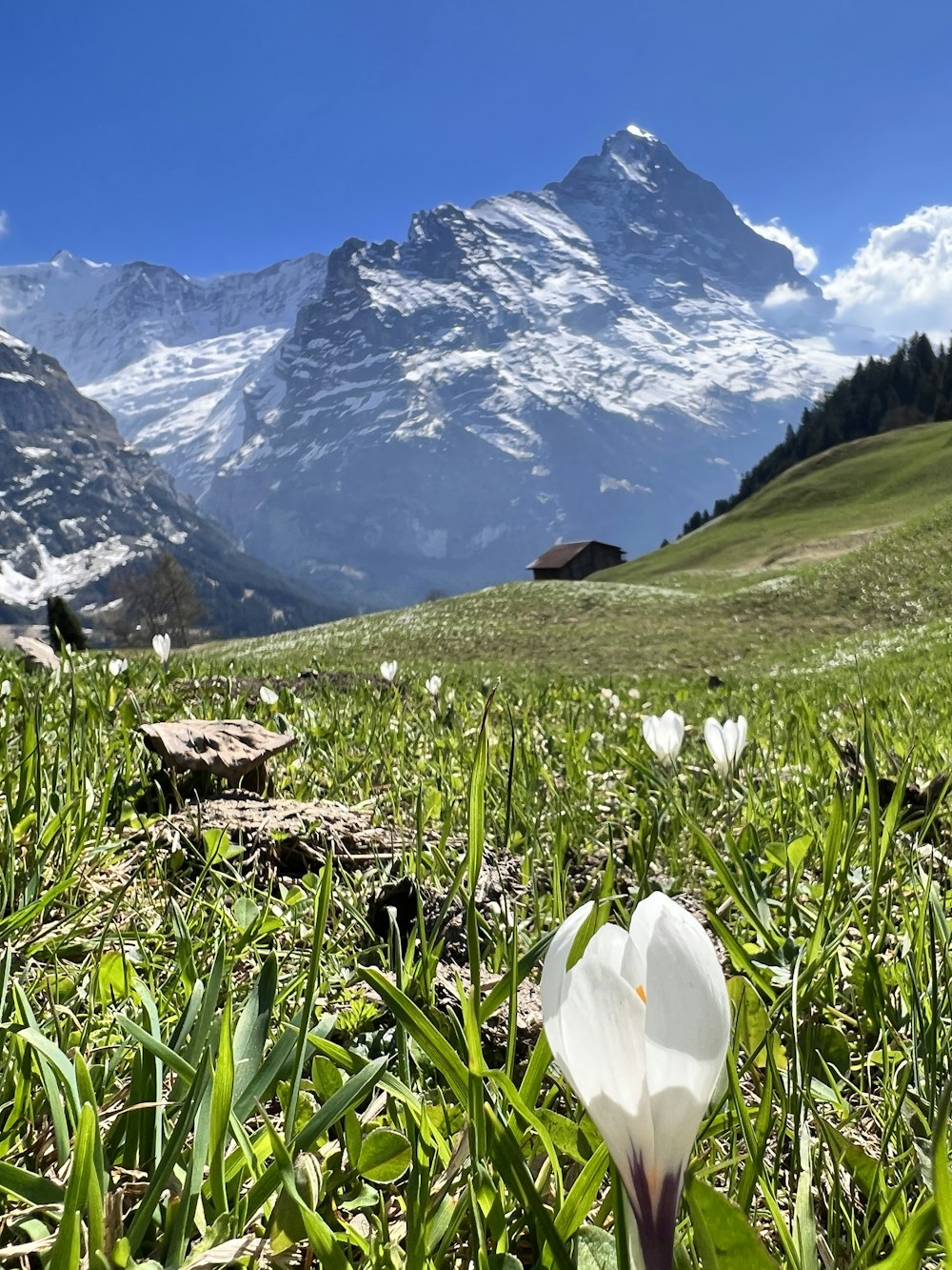 a single white flower in a field with mountains in the background
