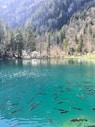 a large group of fish swimming in a lake