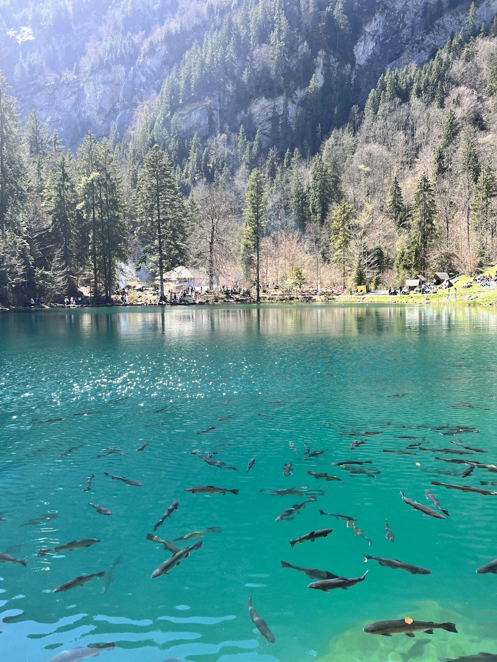 a large group of fish swimming in a lake