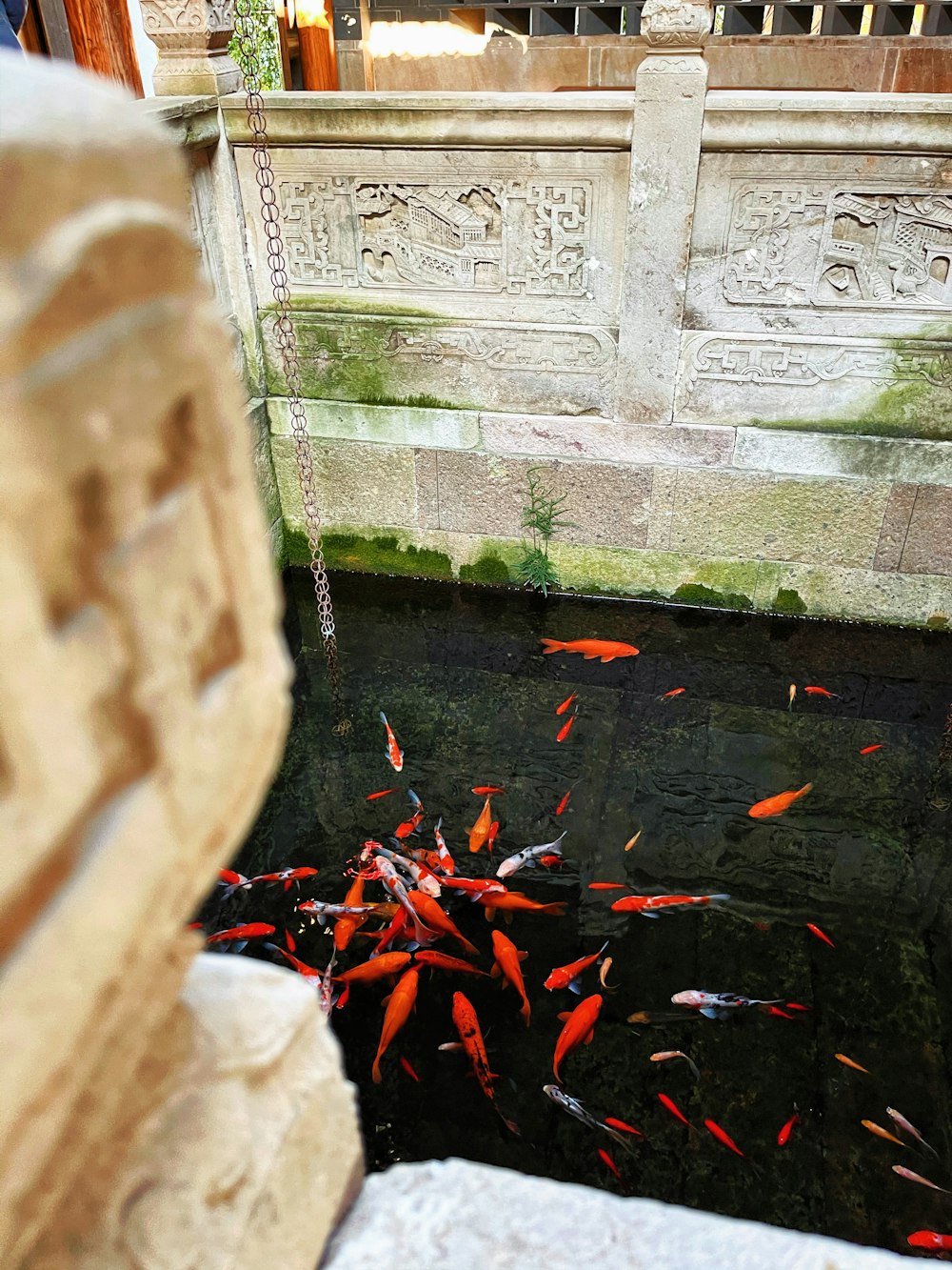 a group of fish swimming in a small pond