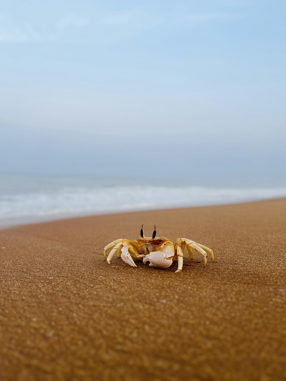 a crab on a beach with the ocean in the background