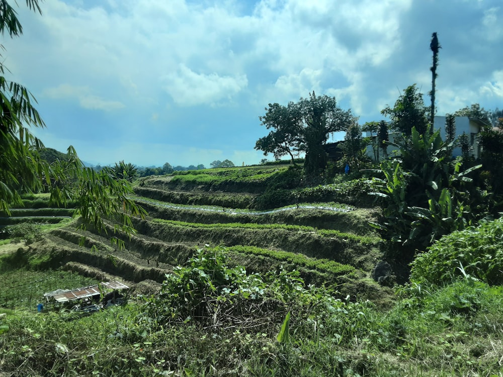 a lush green hillside covered in lots of grass