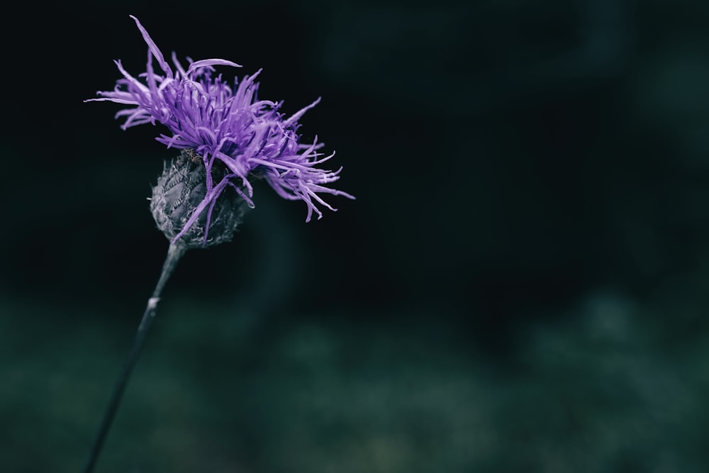 a purple flower with a blurry background