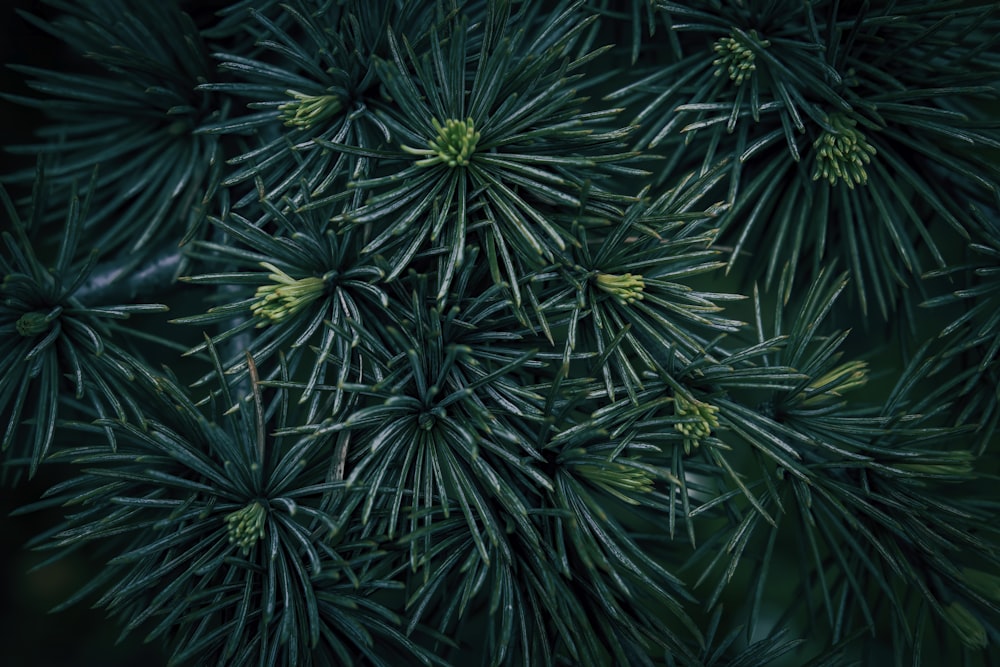 a close up view of a pine tree