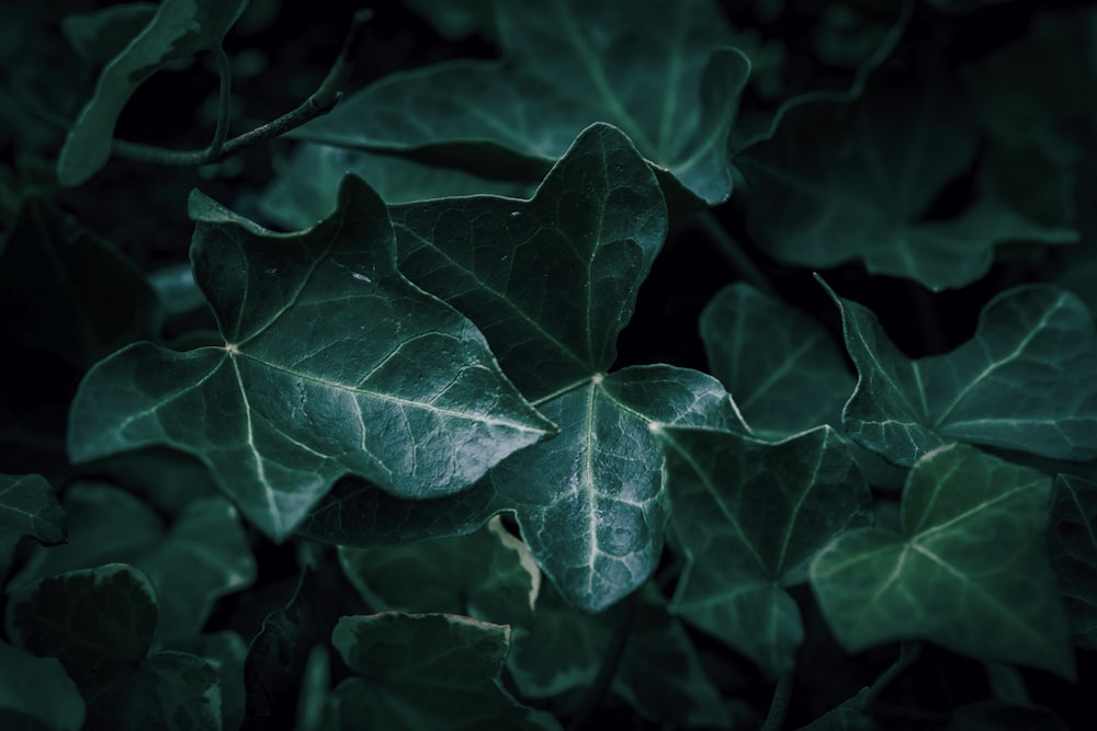 a close up of a green leafy plant