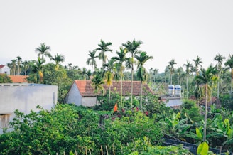 A rural village scene with several small houses featuring red-tiled roofs surrounded by lush greenery and tall palm trees. The rooftops have water tanks, and there is a red flag among the green foliage, which includes banana plants.