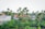 A rural village scene with several small houses featuring red-tiled roofs surrounded by lush greenery and tall palm trees. The rooftops have water tanks, and there is a red flag among the green foliage, which includes banana plants.