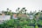 A rural village scene with several small houses featuring red-tiled roofs surrounded by lush greenery and tall palm trees. The rooftops have water tanks, and there is a red flag among the green foliage, which includes banana plants.
