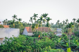 A rural village scene with several small houses featuring red-tiled roofs surrounded by lush greenery and tall palm trees. The rooftops have water tanks, and there is a red flag among the green foliage, which includes banana plants.