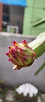 A close-up of an immature dragon fruit bud with green skin and bright pink-tipped scales, set against a garden background.