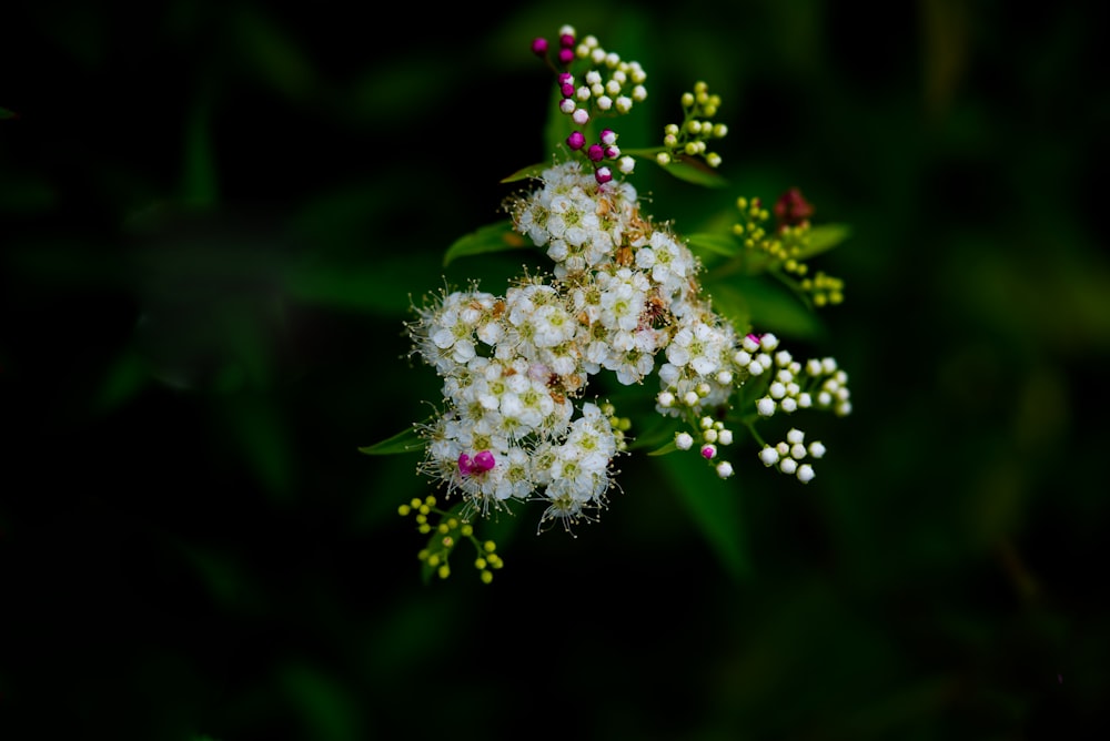 a bunch of white flowers with green leaves