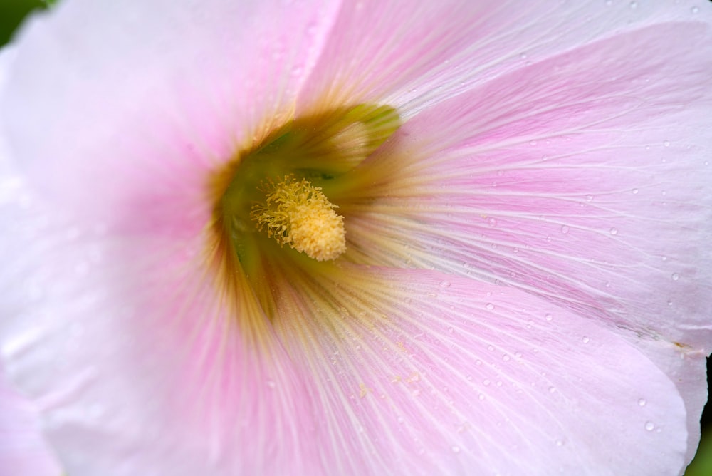 a close up of a pink flower with water droplets