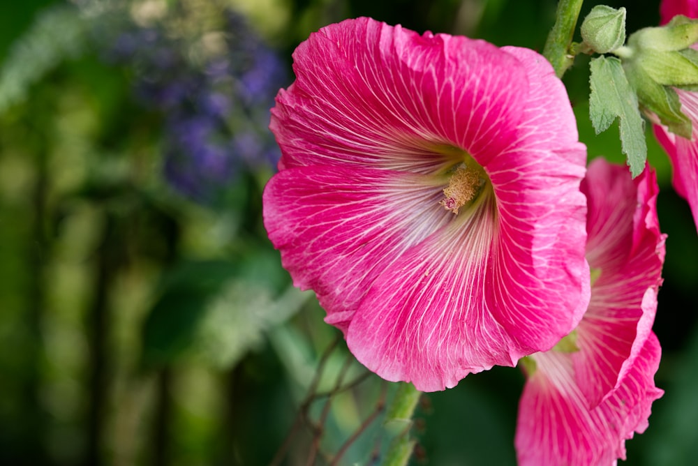 um close up de uma flor rosa com folhas verdes