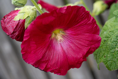 a close up of a flower with a wooden background
