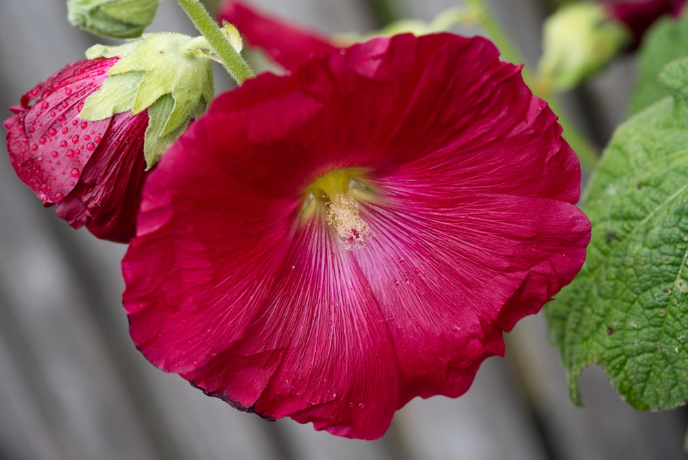 um close up de uma flor com um fundo de madeira