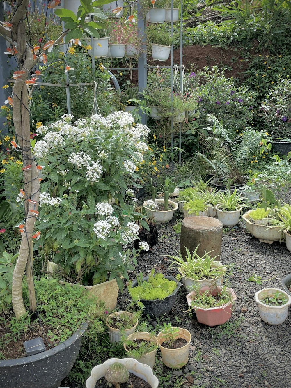 Un jardín lleno de muchos tipos diferentes de plantas