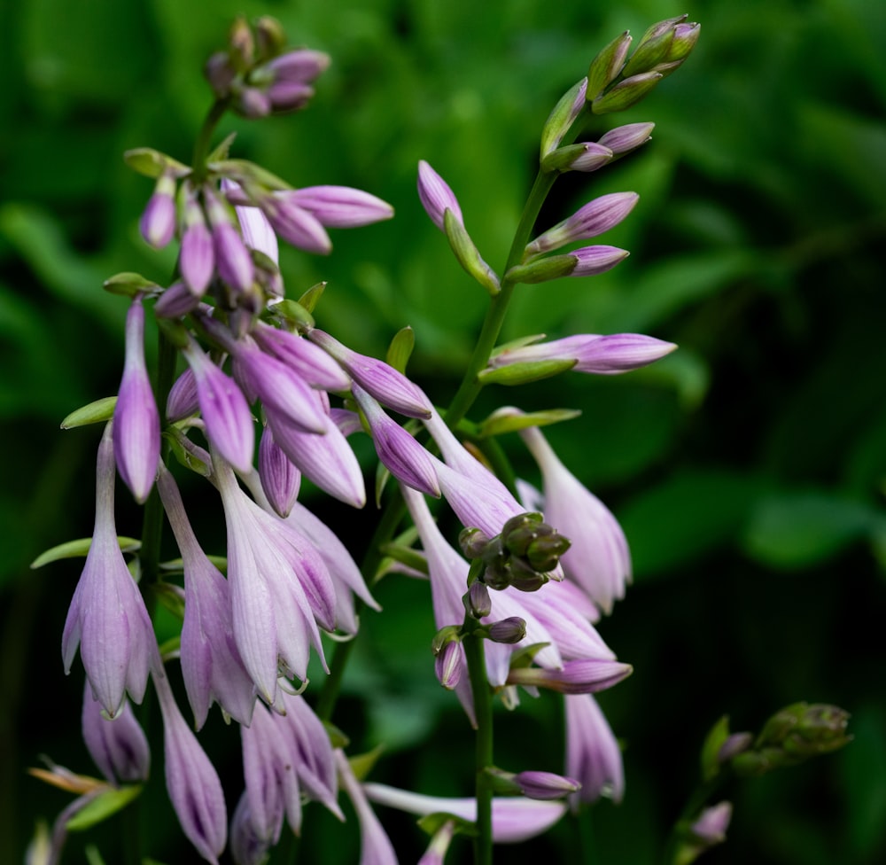 a close up of a bunch of purple flowers