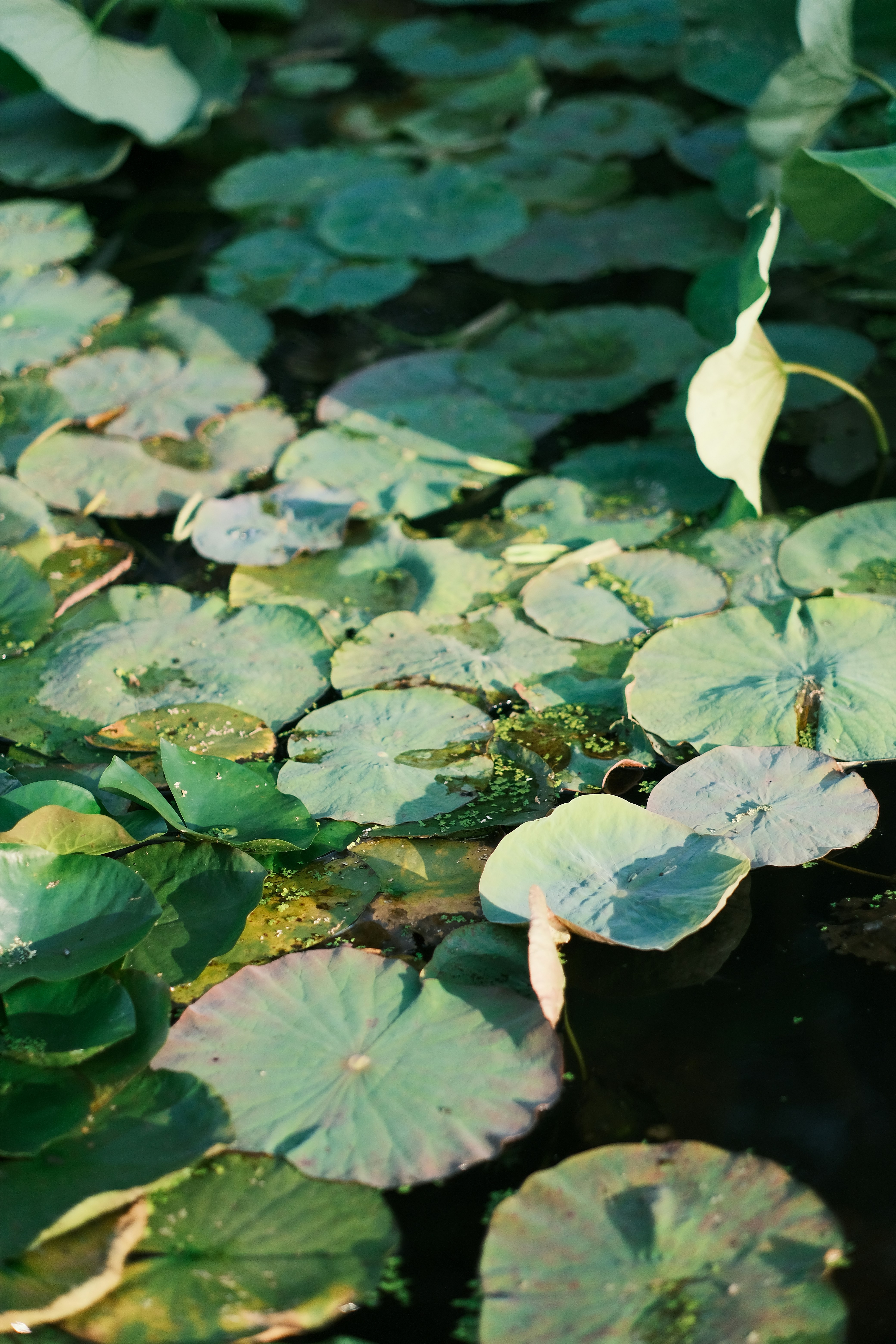 Photo by maycloudbackup