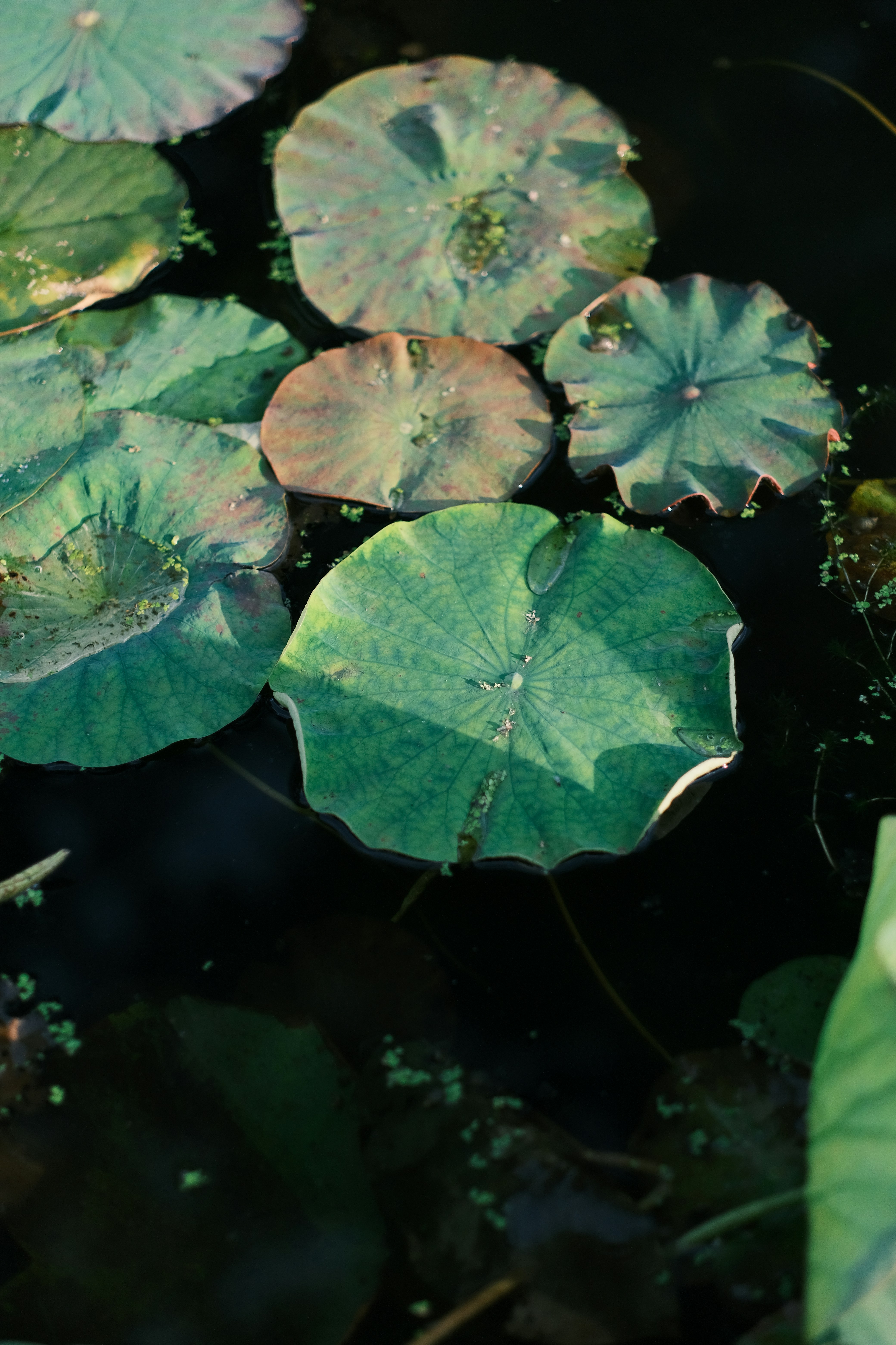 Photo by maycloudbackup