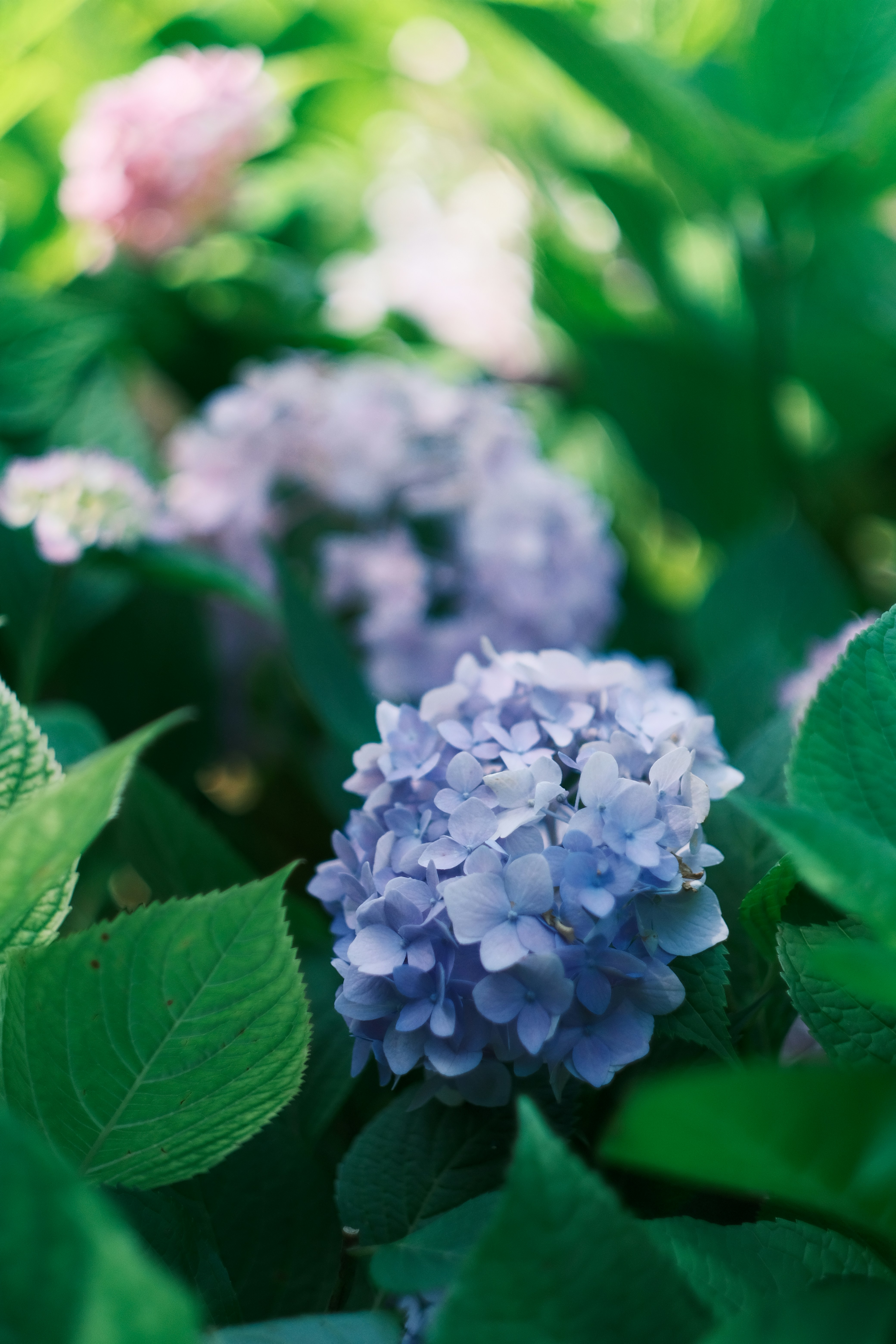 Photo by maycloudbackup