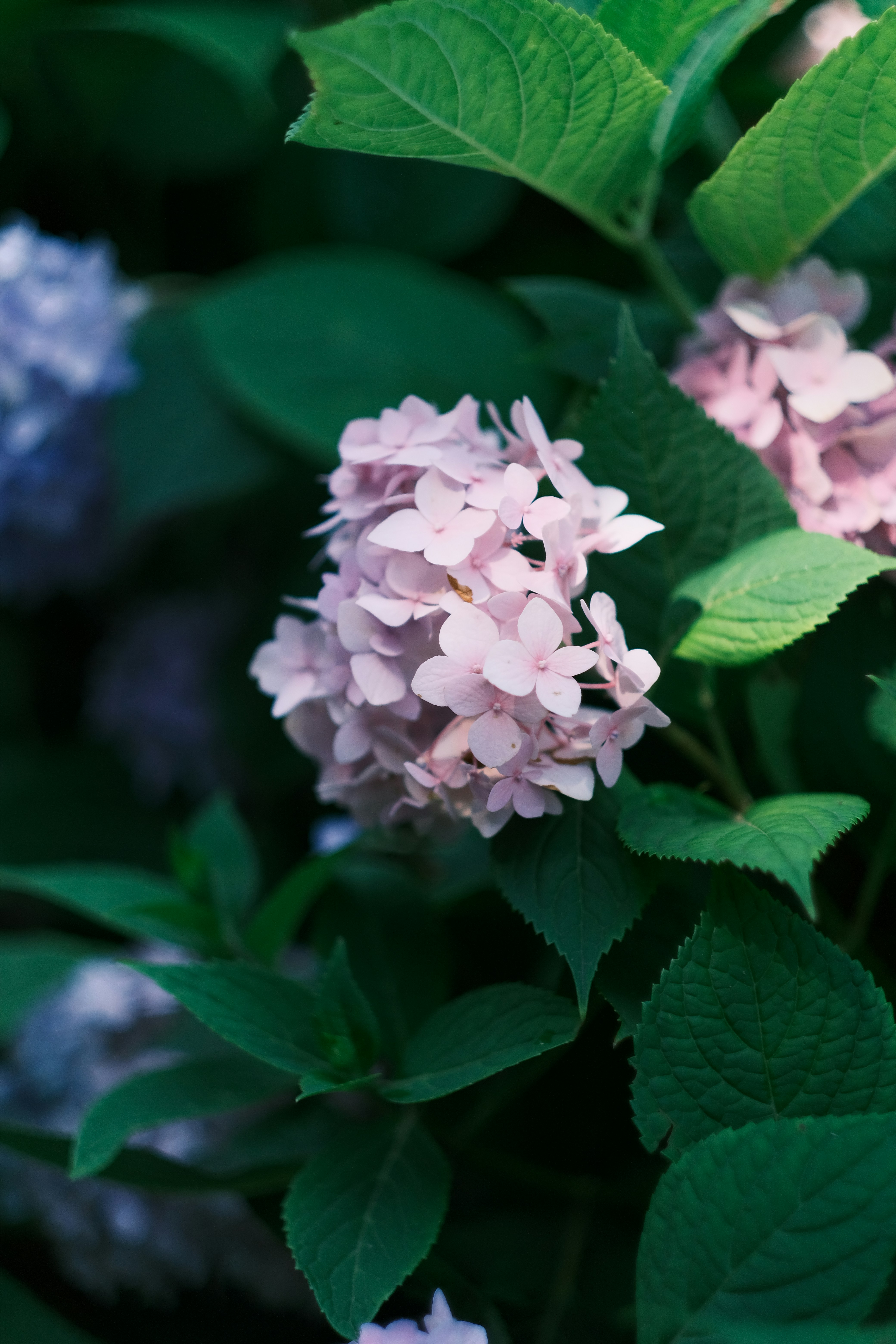 Photo by maycloudbackup