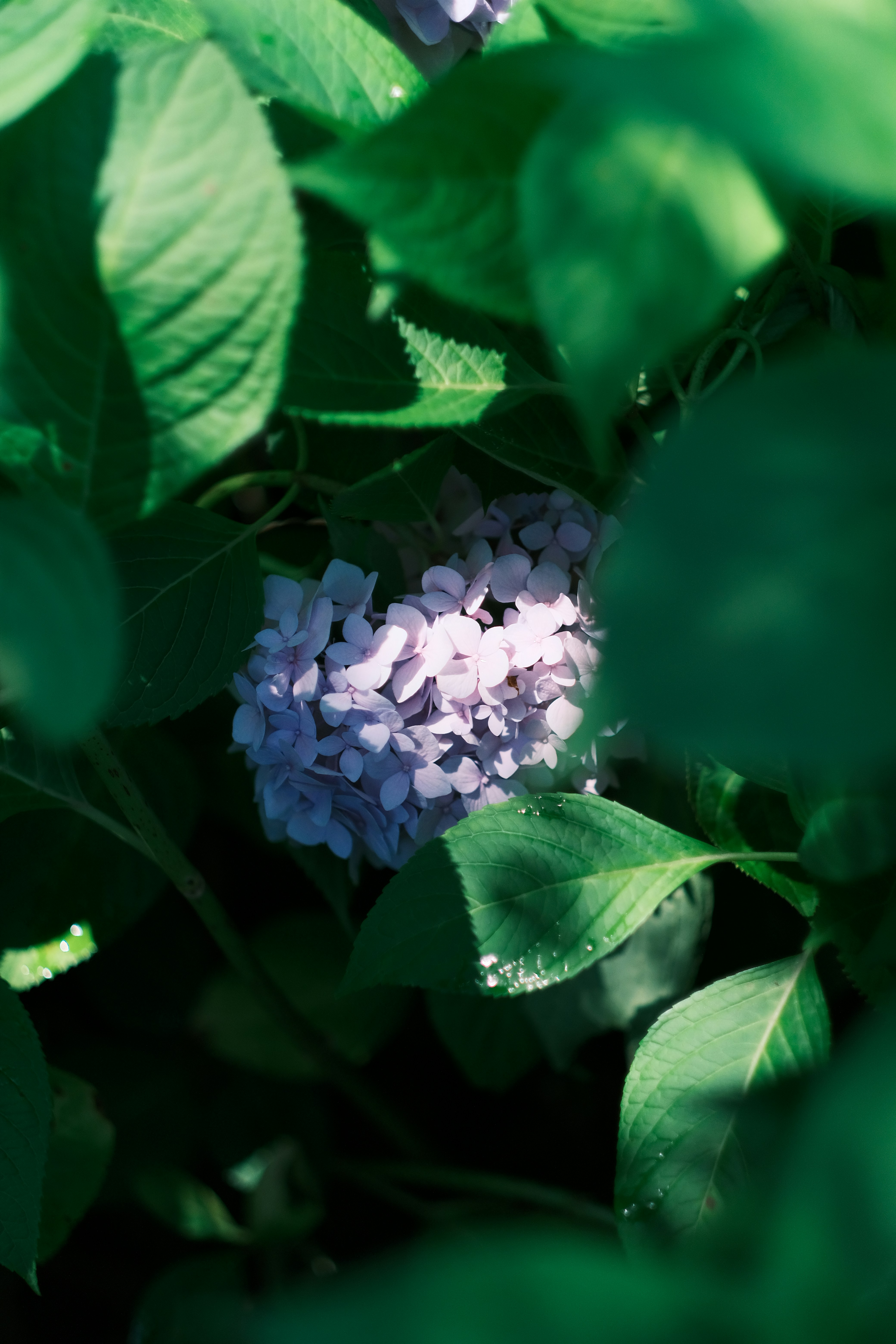 Photo by maycloudbackup