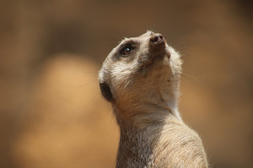 a close up of a small animal looking up
