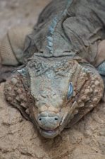 A close-up of a reptile, possibly an iguana, lying on a rocky surface. The reptile has a scaly textured skin with a mix of earthy tones like brown and green. It has a distinctive, rugged appearance with prominent scales and a somewhat worn look. Its eyes are partially closed, and its mouth slightly open, revealing part of its teeth. The body of the reptile shows spiky scales along its spine.