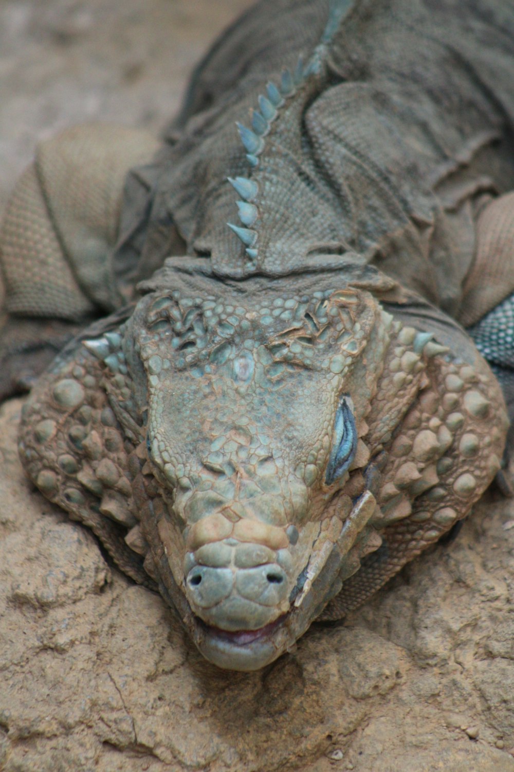 a close up of a lizard on a rock