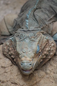 A close-up of a reptile, possibly an iguana, lying on a rocky surface. The reptile has a scaly textured skin with a mix of earthy tones like brown and green. It has a distinctive, rugged appearance with prominent scales and a somewhat worn look. Its eyes are partially closed, and its mouth slightly open, revealing part of its teeth. The body of the reptile shows spiky scales along its spine.
