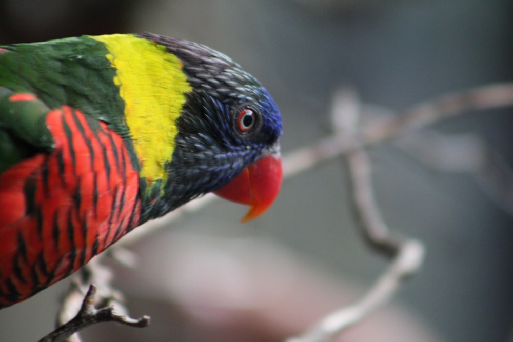 a colorful bird perched on top of a tree branch