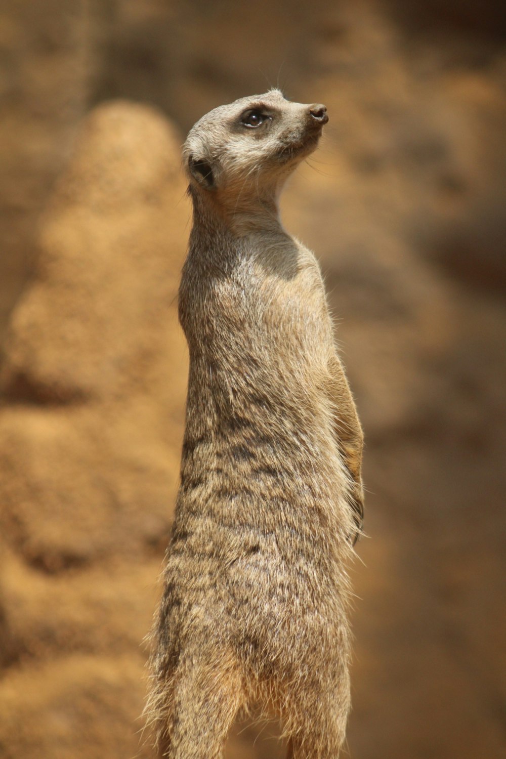 a meerkat standing on its hind legs looking up