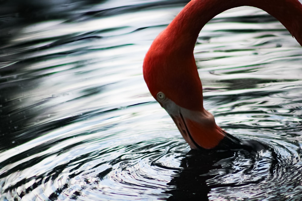 a pink flamingo standing in a body of water