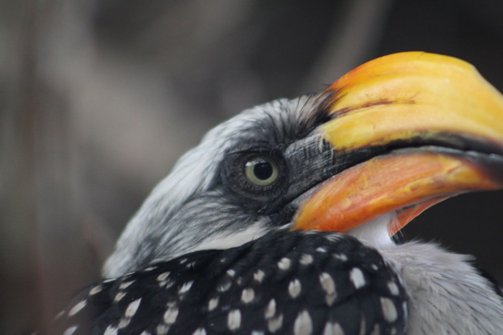 a close up of a bird with a yellow beak