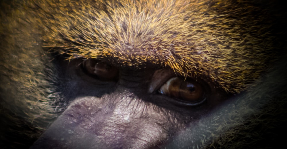 a close up of a monkey's face with a blurry background