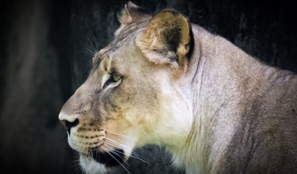 a close up of a lion on a black background