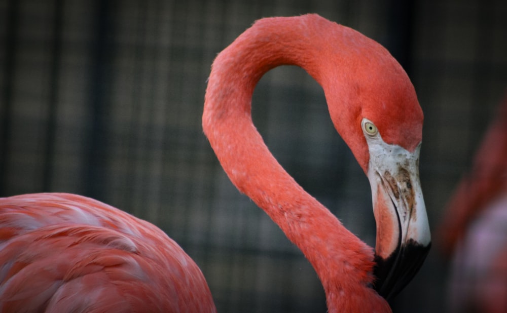 a close up of a pink flamingo