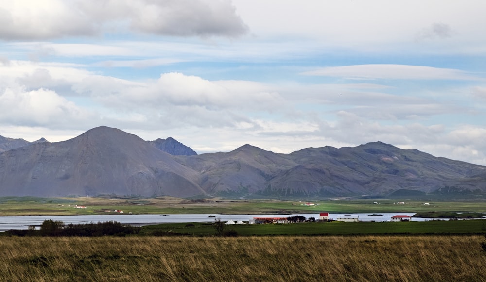 a herd of cattle grazing on a lush green field