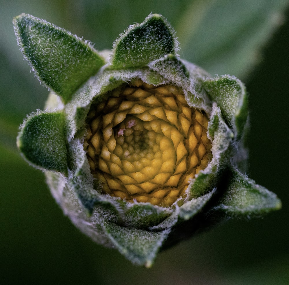 a close up view of a flower bud