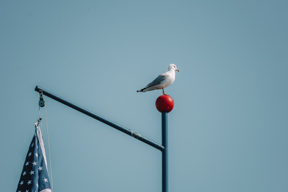 a seagull sitting on top of a pole next to an american flag