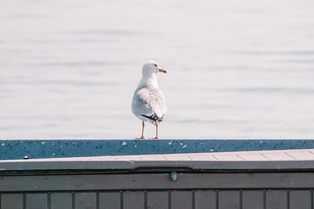 a seagull standing on the edge of a dock