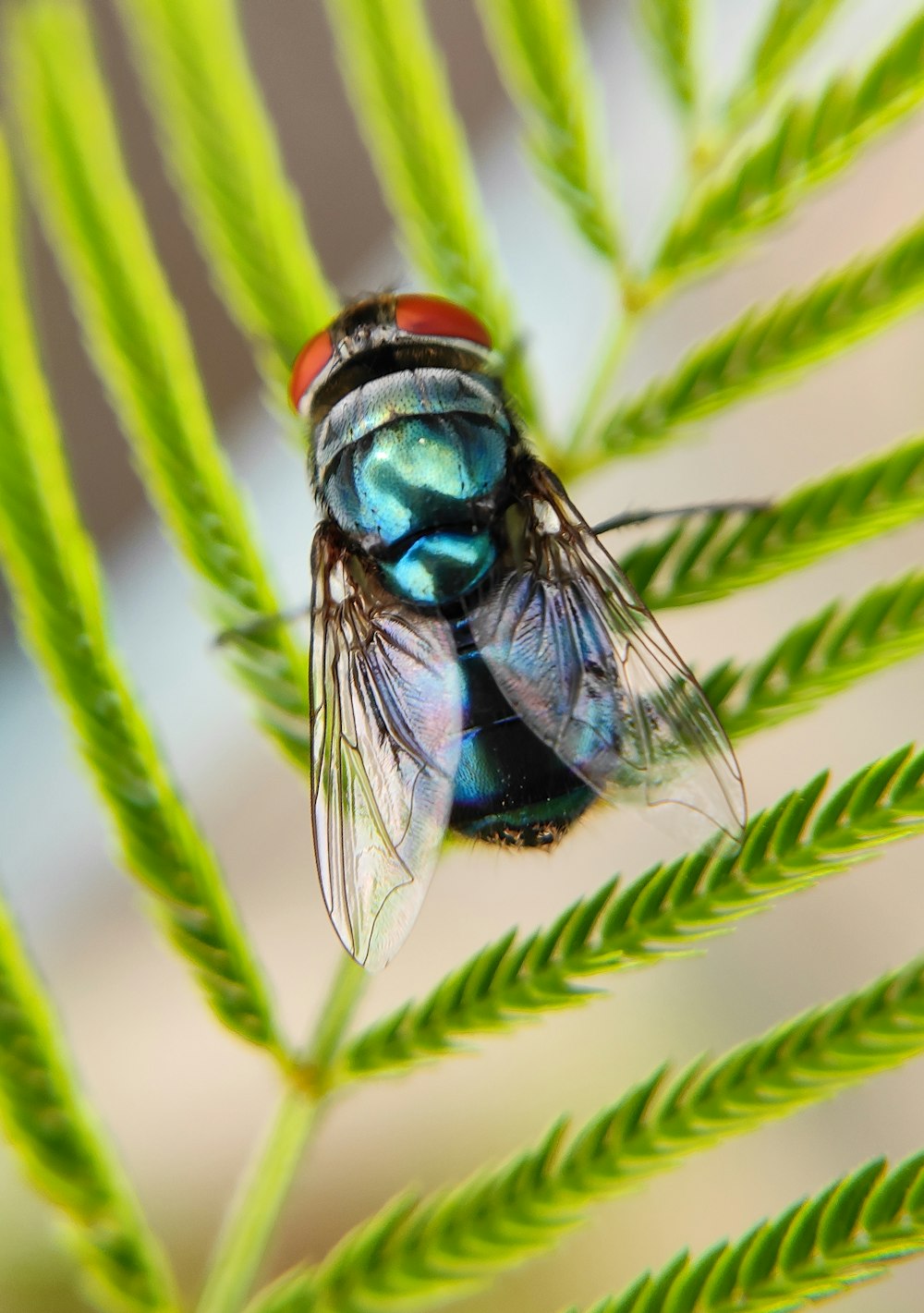 a fly sitting on top of a green leaf